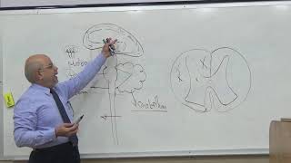 Year 3 - Module C - Structural and functional organization of brain stem part1 (introduction)