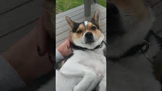 Funny Dog Reaction To Seeing A Cat