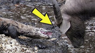 Bacteria or Venom?The Surprising Secret Behind the Komodo Dragon’s Deadly Bite
