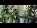 Rich looking indoor plants and pots