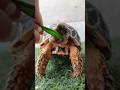 how to feed tortoise 👈🐢 . #tortoise #viral #pets #animals
