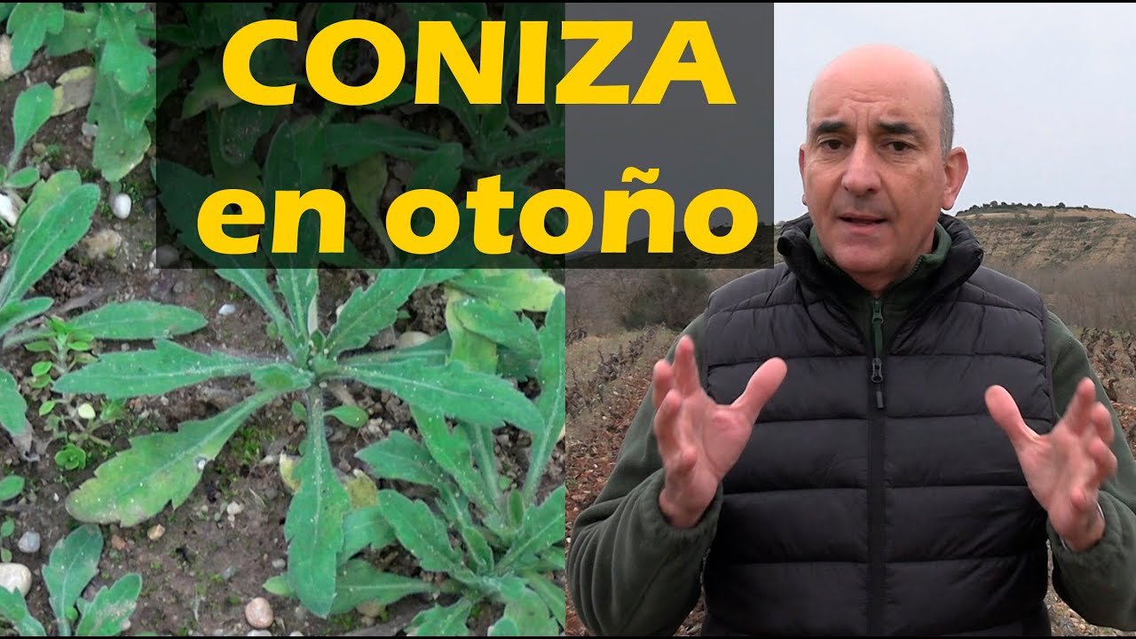 Coniza en otoño