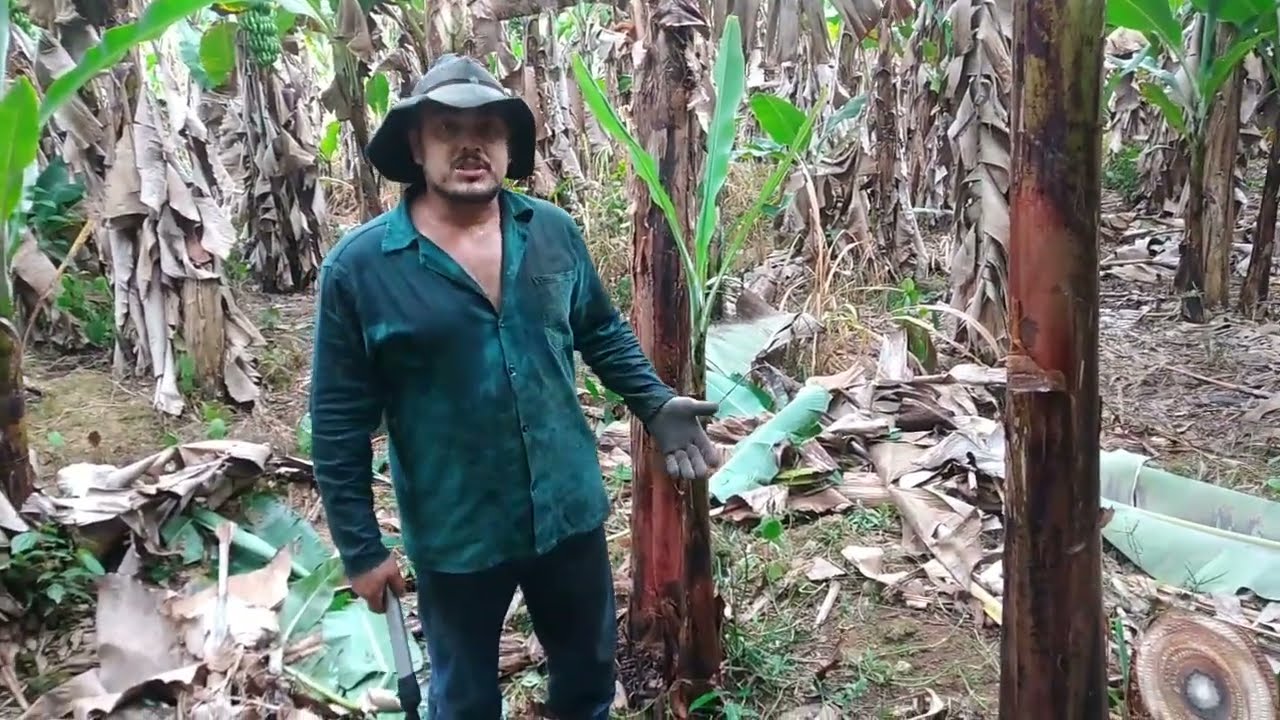 como fazer limpeza de bananal e controle das mudas de banana