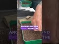 #227 - How to Plant Statice Seeds Like a Pro! 🌱 #shorts #garden #gardening #compost #seeds #diy