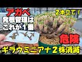 【衝撃】ギラウミニアナ２株消滅の真実と簡単アガベを大量に発根させる方法