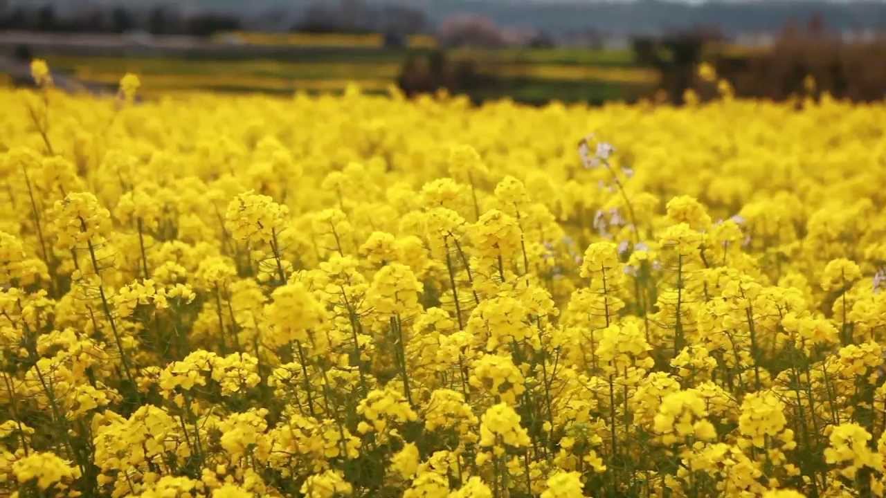 九州最大級の菜の花・ひまわり畑！大分『長崎鼻』で花とアートと海を