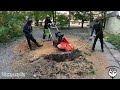 Знову верба, ненавиджу вербу! / Willow again, I hate willow!