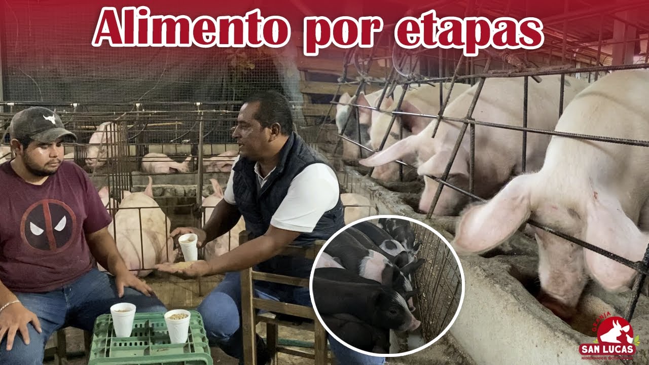 Etapas de alimentación en cerdos | Lechones y cerdas | Granja San Lucas