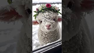 My cute animal in The world #baby #animal #viral #mota #mota #lamp