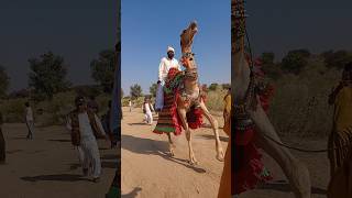 مشهد طريف لجمل يرقص في الصحراء ومالكه فوق ظهره
