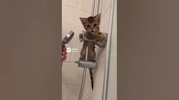 Video 11469941: little kitten bath, kitty bath, cat meowing, bath cute, cat shower, mix