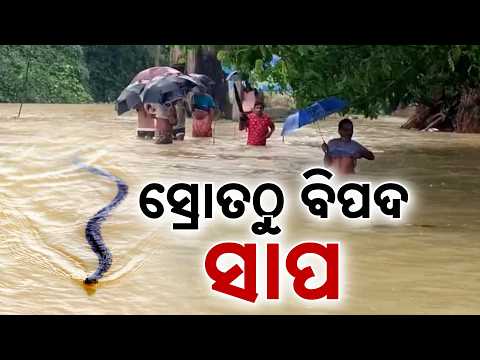 De@dly Snake Bites In Odisha Floods: 2 Brothers D*e In Balasore; 242 Cases In 2 Months | Argus News