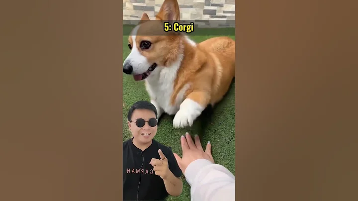 Top 10 dòng chó dễ nuôi #pet #dog #dcgr #huycorgi
