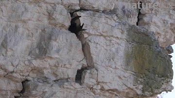 Slow motion clip of a pair of common swifts approaching and entering a nest hole in limestone cliff,