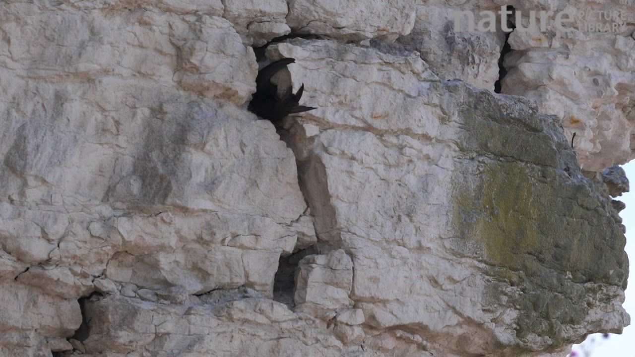 footage of chernobyl Slow motion clip of a pair of common swifts approaching and entering a nest hole in limestone cliff,