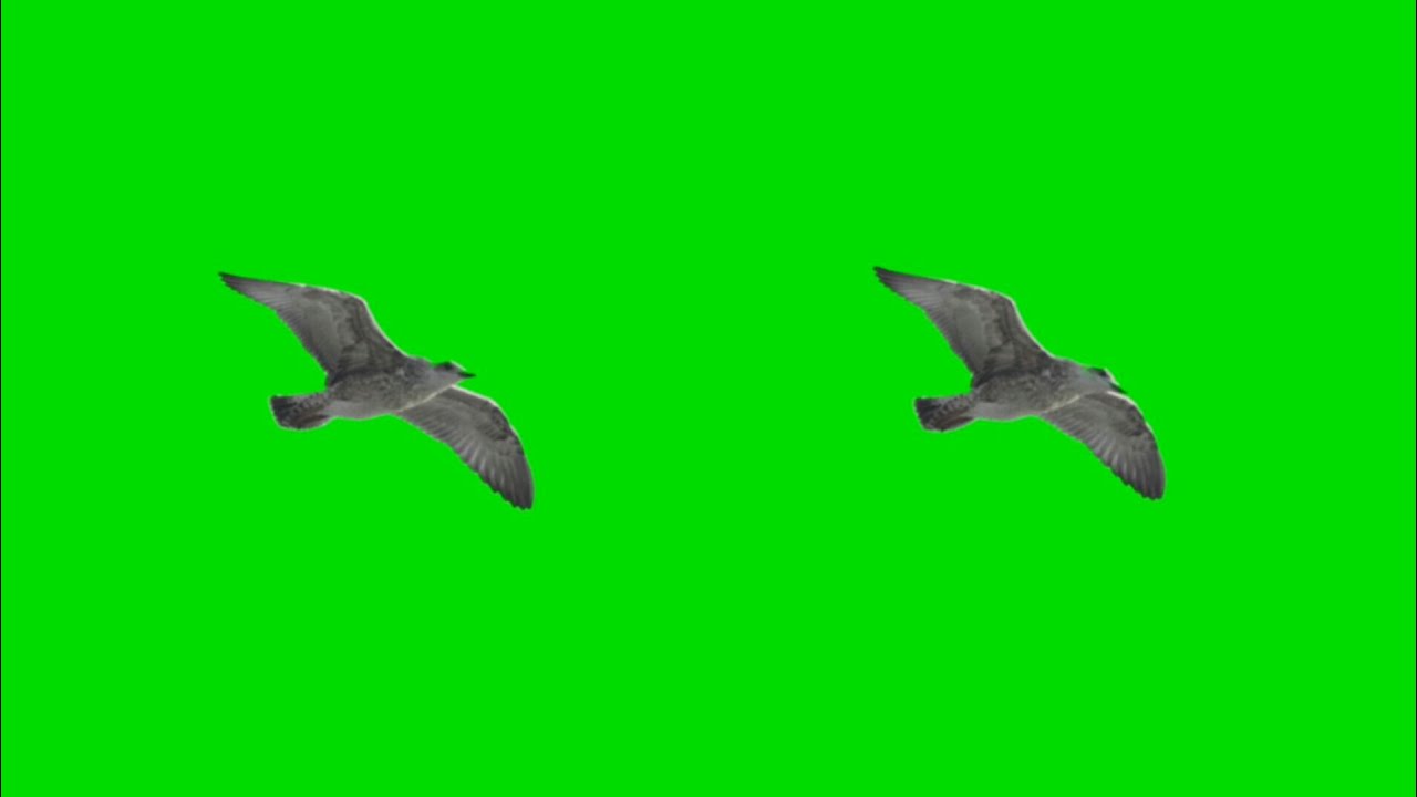 seagull green screen effects HD footages | chroma key birds fly effects ...