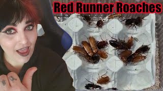 Setting Up A Red Runner Roach Colony & Breeding