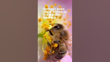 Pollen Colours CAPTIONS