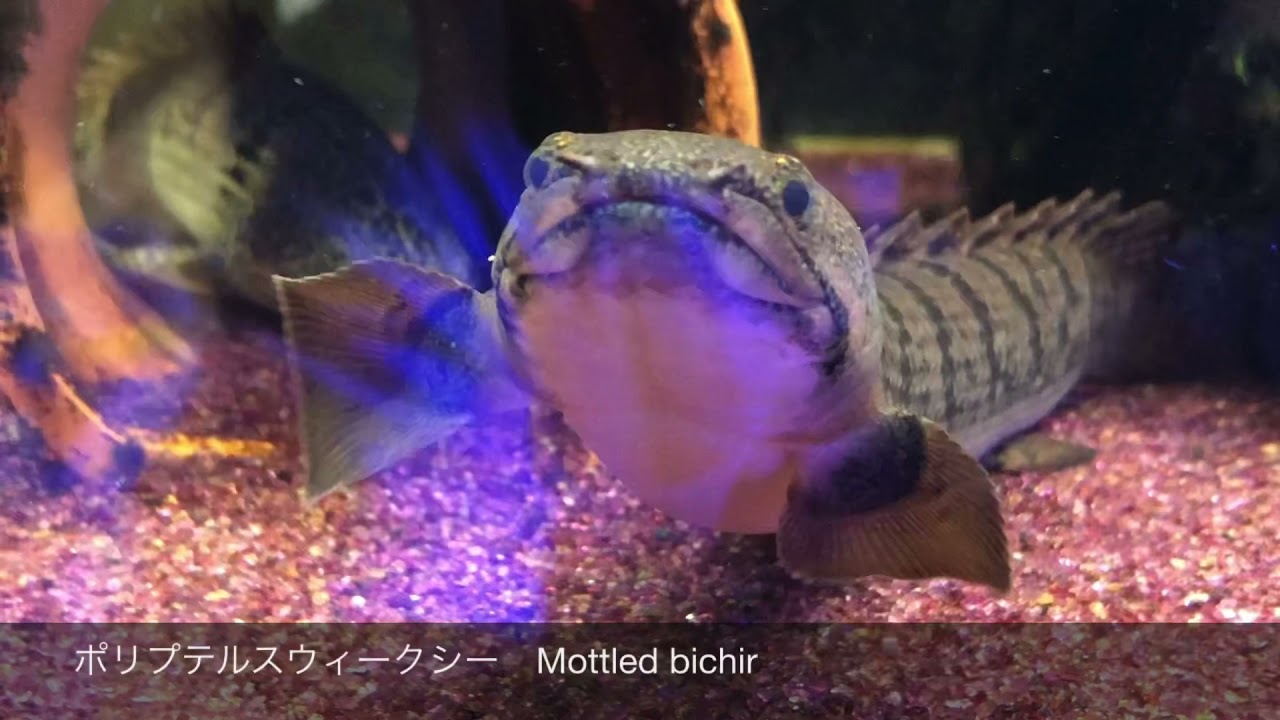 ポリプテルス ウィークシー Mottled bichir ポリプ図鑑⑦ - YouTube