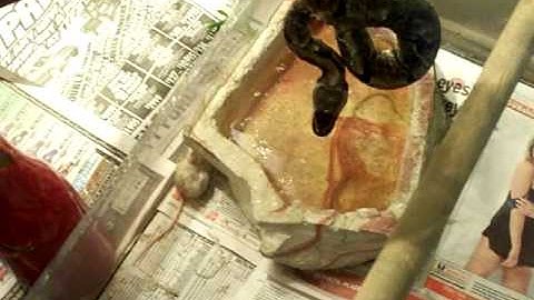 BALL PYTHON STRIKE ON MOUSE!