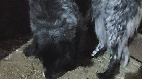 Turning Coyote In The Fur Shed