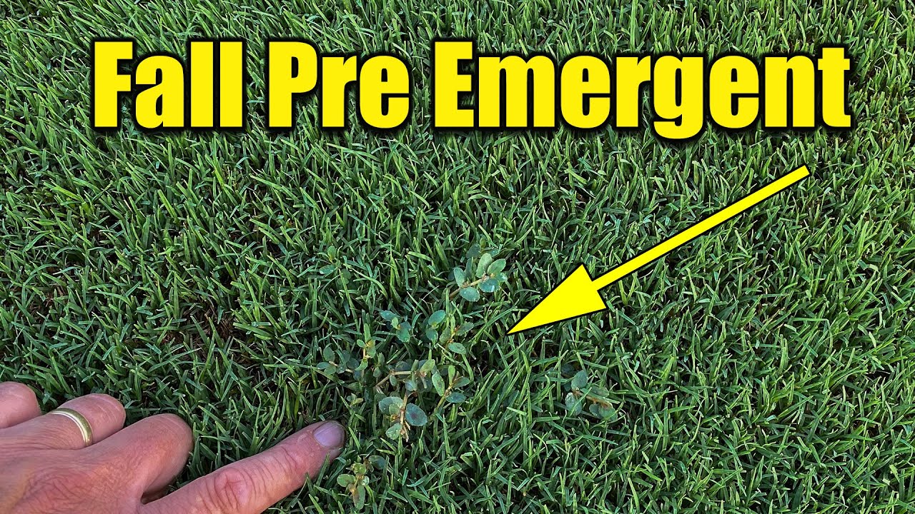 Fall Lawn Pre Emergent YouTube