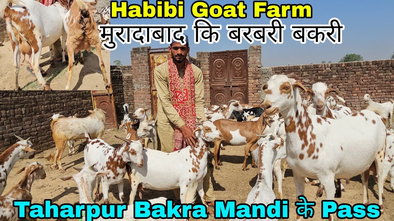 Habibi Goat Farm Moradabad UP Moradabad Ki Barbari Bakriya Bilal Bhai Taharpur Bakra Mandi ke Pass