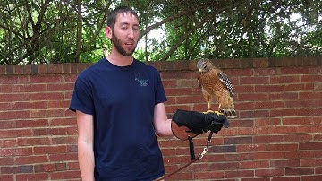 Virtual Lunch and Learn, April 21st