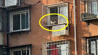 After Buying the Puppy Who Lived on a Windowsill, We Cried With Joy