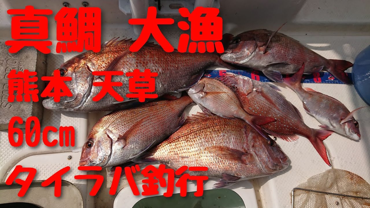 大漁！熊本天草にてリベンジ釣行！前回釣れなかった屈辱を晴らせ！タイラバで大鯛を釣る