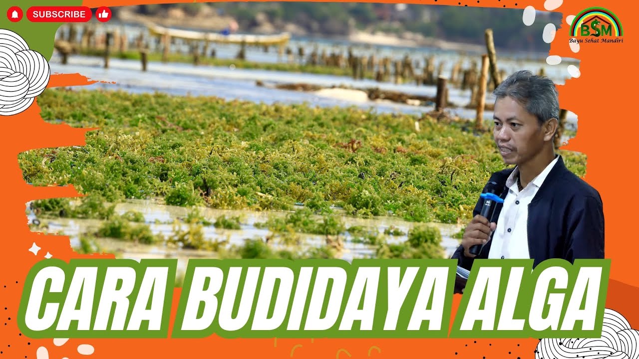 CARA BUDIDAYA ALGA #bayudiningrat #bayusehatmandiri A9