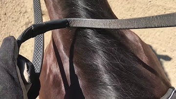 How to Properly Hold your Reins and Use Them