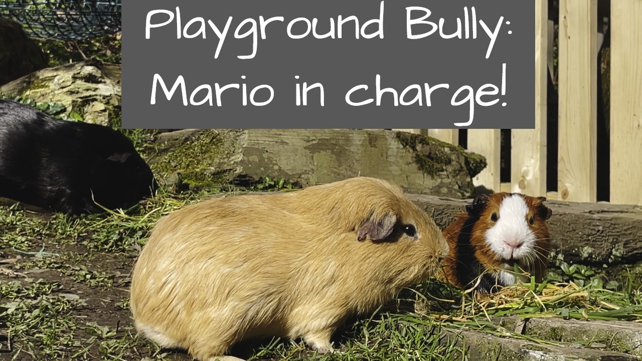 Guinea Pigs | Playground Bully: Mario in charge!