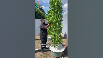 Aeroponics with Jamaica Towers Farm
