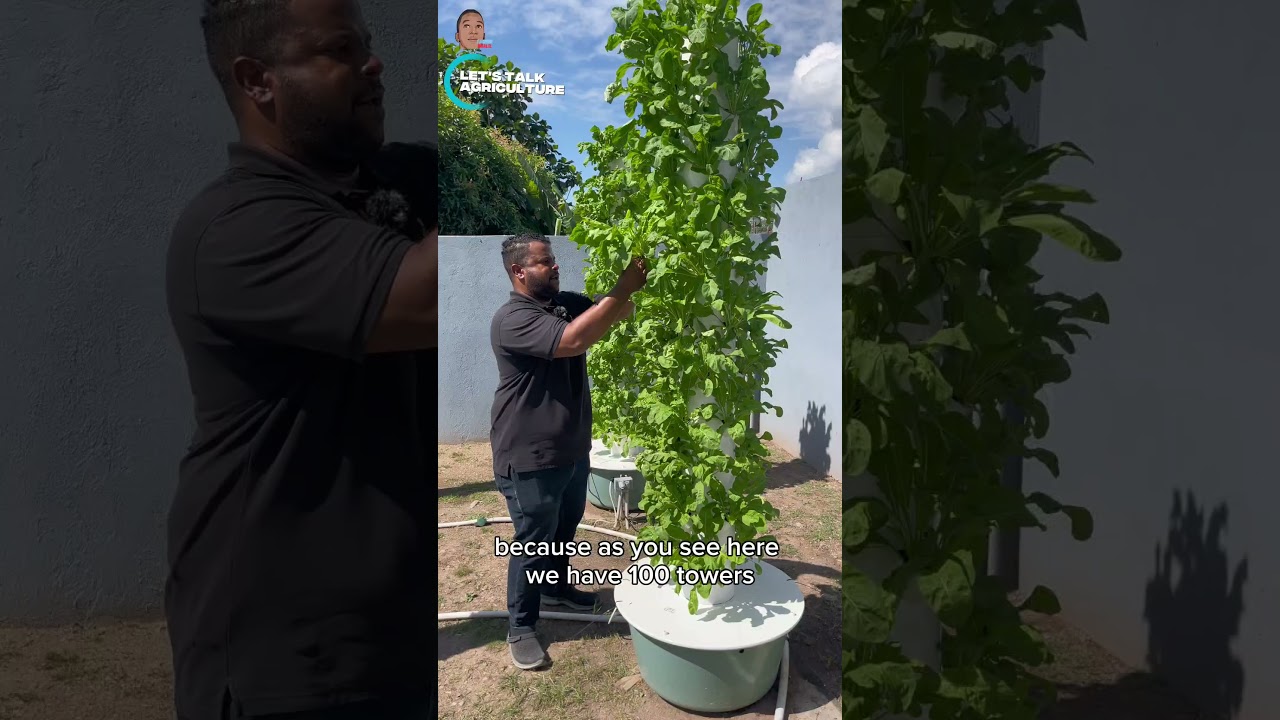 Aeroponics with Jamaica Towers Farm