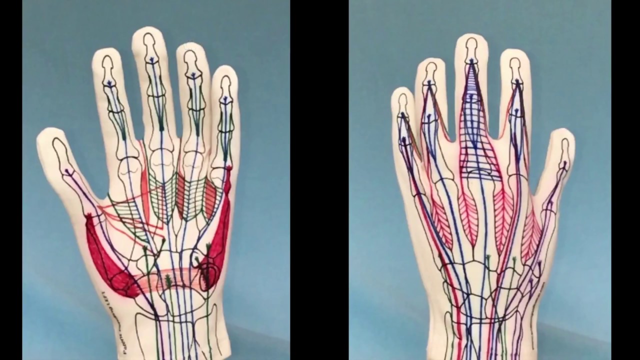 Anatomy Glove before and after drawing on the muscles YouTube