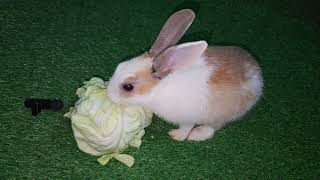 Cute Rabbit | Enjoying Eating | Crunchy Lettuce | ASMR 🥬🐰💗#rabbit #eating #asmrvideo