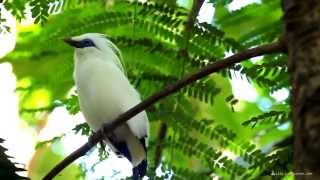 Birds of Indonesia / Птицы Индонезии