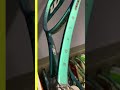 💥Wilson Blade v9 | #shorts | Tennis-Point