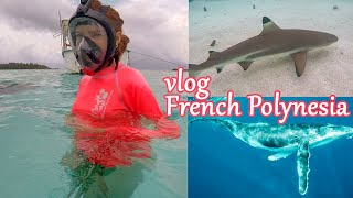 Плаваем с акулами и китами! Французская Полинезия | ВЛОГ