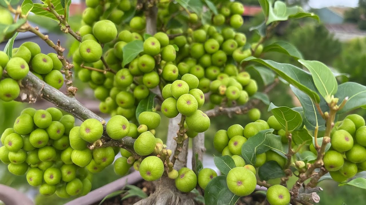 Cách Để Cây Sung Ra Quả Chi Tiết Nhất