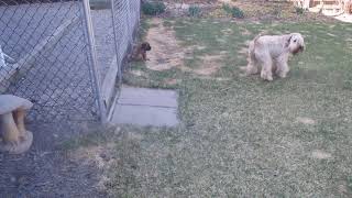 Wheaten Terrier pups playing with their Auntie by Doug Brown 222 views 3 years ago 2 minutes, 40 seconds