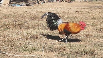 saib noob qaib qus f2 ua ntej yuav xa rau tus tswv tshiab