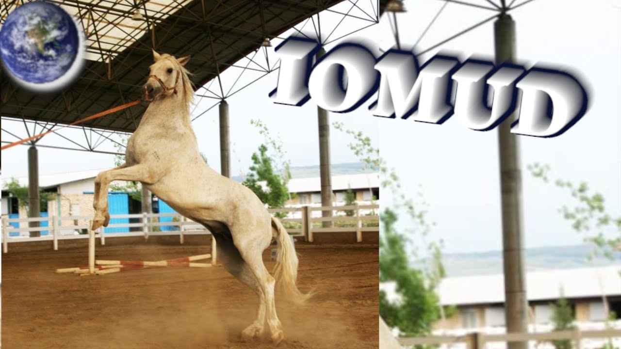 TOP Beautiful Iomud Horse in the World! - YouTube