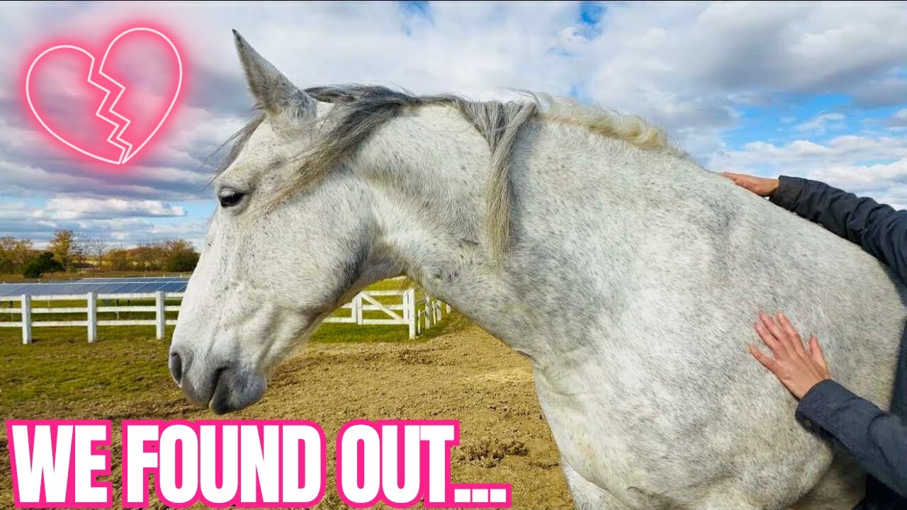 Я попробовал использовать устройство для общения с животными для своих лошадей! Вот что мы испытали…