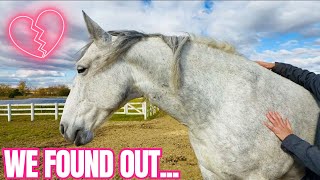 I Tried An Animal Communicator For My Horses! This Is What We Experienced…