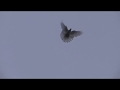 голуби - николаевские голуби - игра голубеи - полёт бабочки