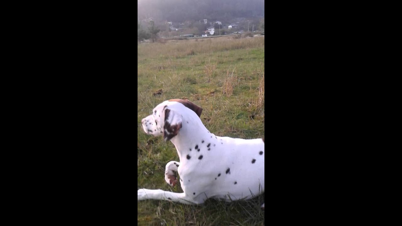 Dalmatas jugando en el campo (Galicia pontevedra)