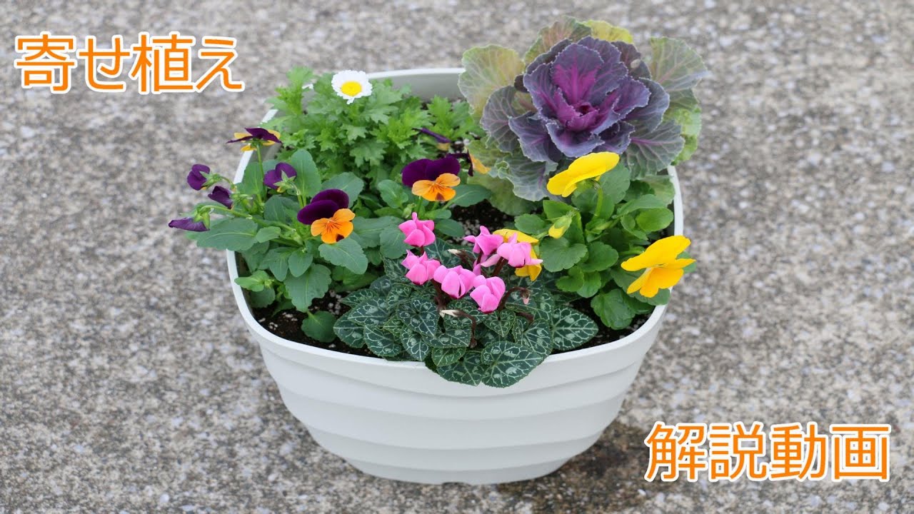 館山フラワー特使 長谷川元喜さんによる寄せ植え解説動画【館山市