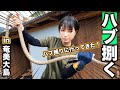 【フェリーで行く奄美大島】山でハブ捕り！マムシと全然違う!?ナイフで皮剥ぎ、解体してみた